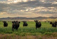 black angus cattle on ranch