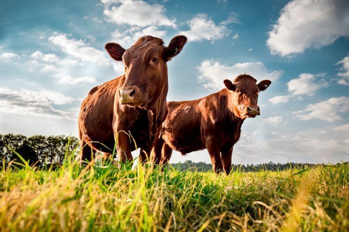 Beefmaster cattle grazing in a green field. (Photo by Cameron Watson / Shutterstock.com)