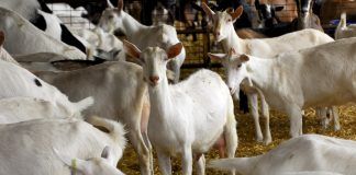 Herd of purebred Saanen and Nubian goats in a dairy barn. (Photo by WilleeCole Photography / Shutterstock.com)