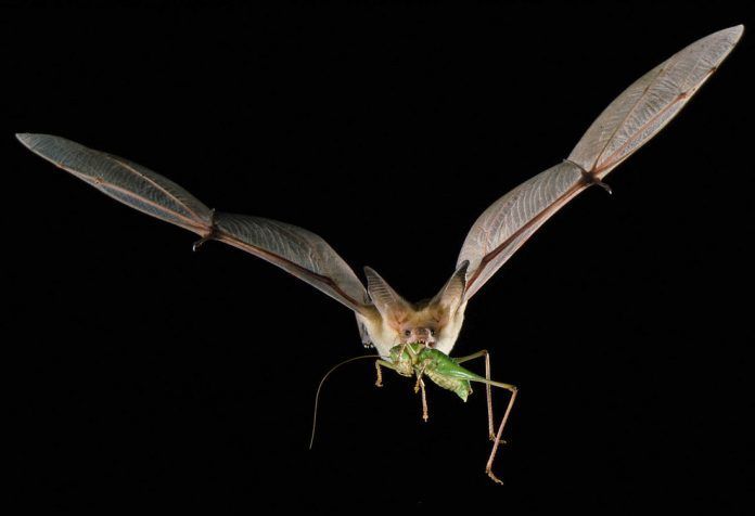 bat eating grasshopper