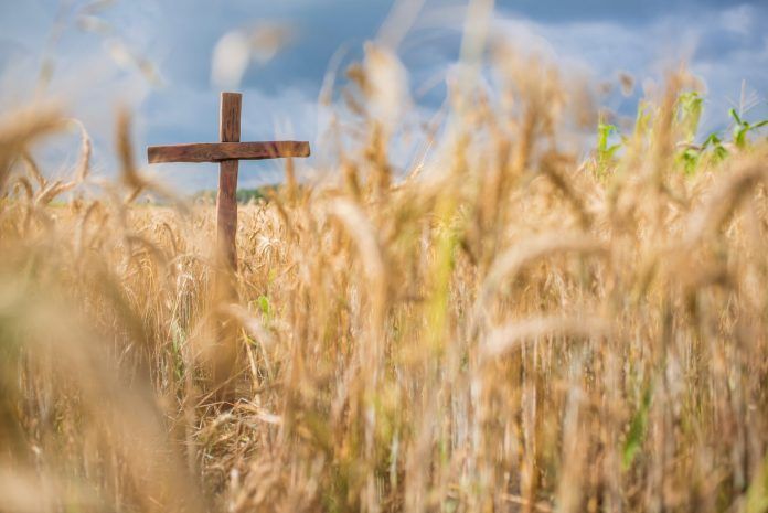 A wooden cross posted in a wheat crop, beside a cornfield