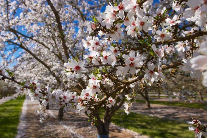 almond orchard blossoms