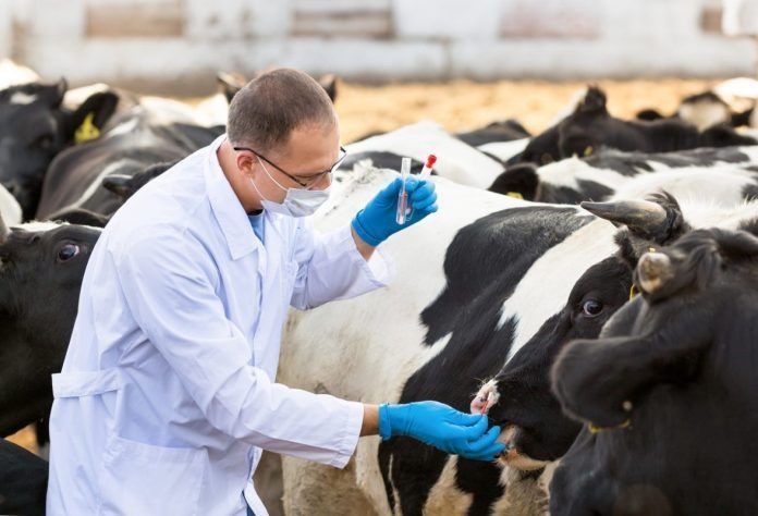 man in medical gown takes samples of biological material in cows