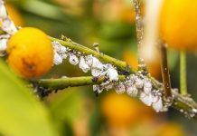 Pest mealybug closeup on the citrus tree.