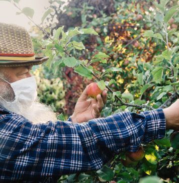 Man harvesting apples with mask on
