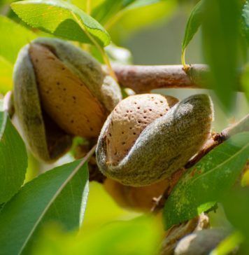 Ripe almonds on tree ready to harvest