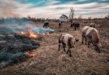 Herd of cows fleeing a wildfire
