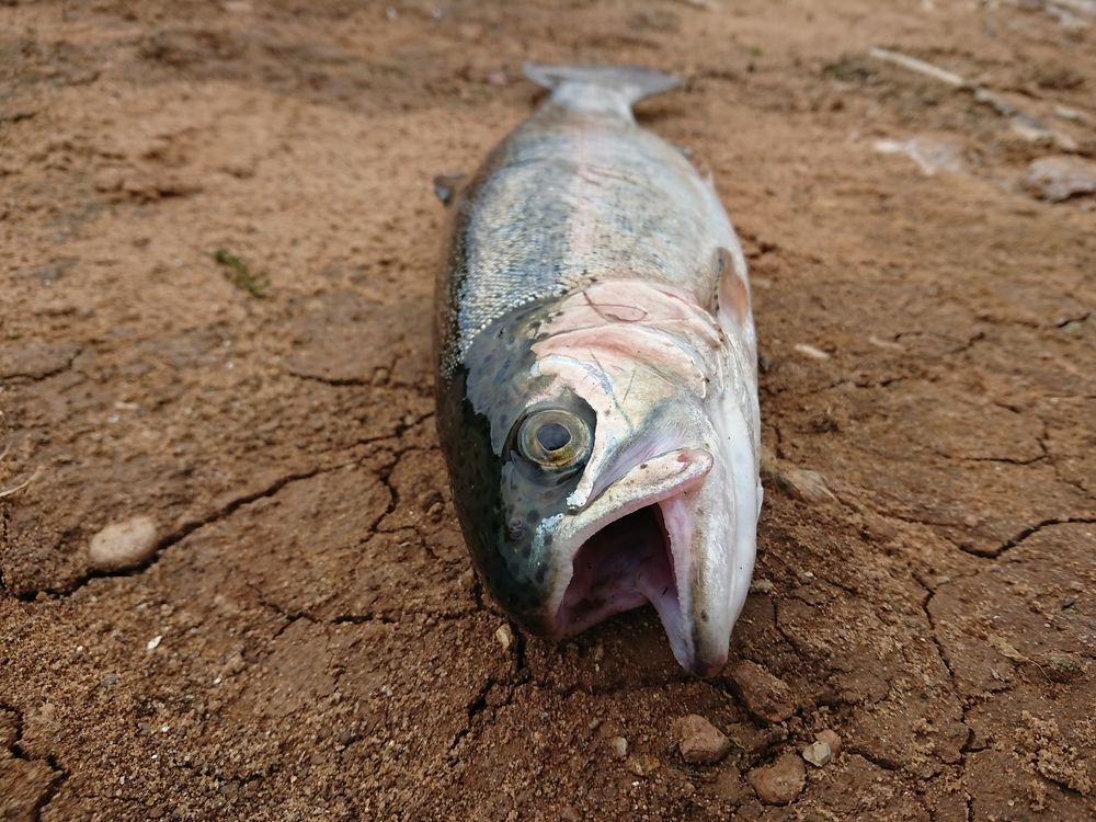 trout in dry riverbed