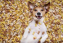 Jack Russell terrier lying on dog food bones