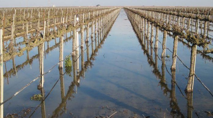 water recharge in a vineyard