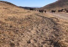 cows roaming a trail