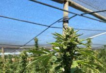 hemp and cannabis