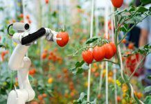 robot picking tomato