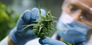 inspecting cannabis plant