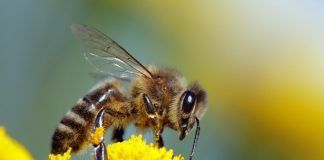 honeybee apis mellifera