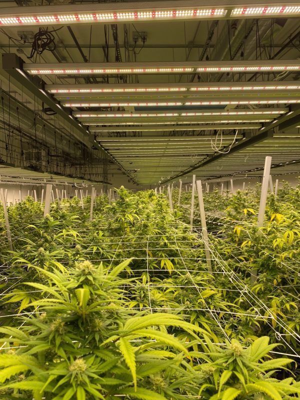 hemp and cannabis plants