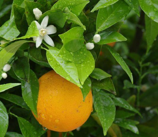 Orange in tree