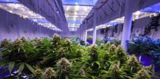 commercial marijuana grow