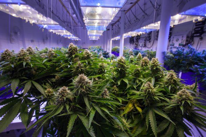 commercial marijuana grow
