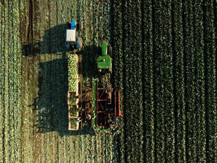 tractors harvesting field