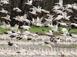 Snow geese take flight in a Sutter County rice field