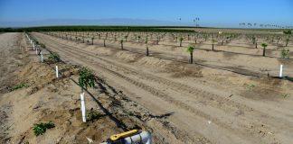 newly planted almond trees