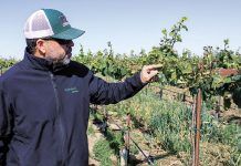 Bruce Fry examines chardonnay vines.