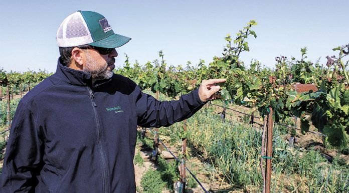 Bruce Fry examines chardonnay vines.