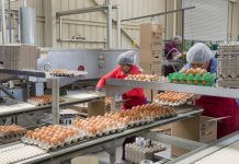 eggs being packed at Hi Desert Egg facility