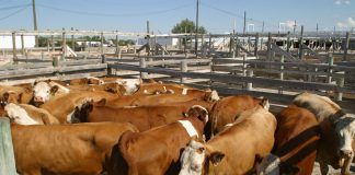 cattle in stockyard