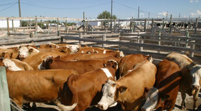 cattle in stockyard