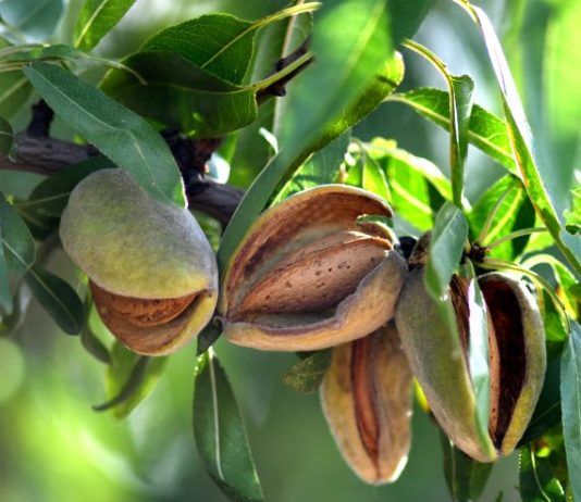 almonds in tree