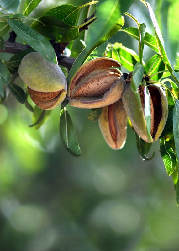 almonds in tree