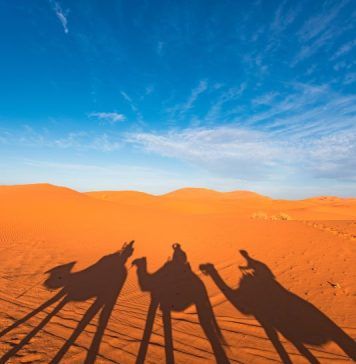 shadow of three men on three camels in the desert