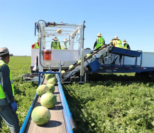 crew harvests watermelons