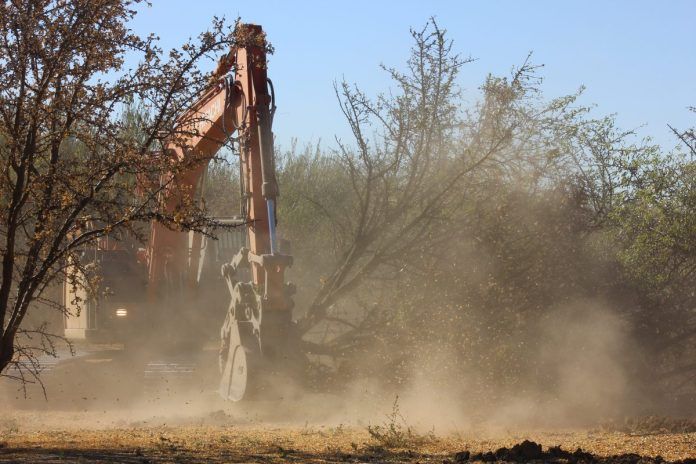 excavation of almond orchard