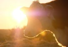hereford cow in the sunset