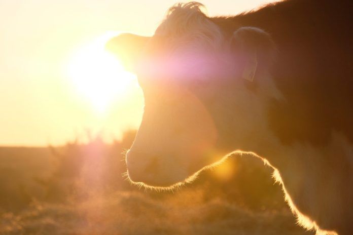 hereford cow in the sunset