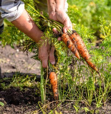 man pulling carrots from field