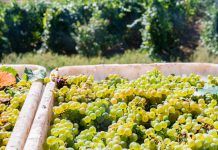 winegrape harvest