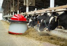 robot feeding farm animals