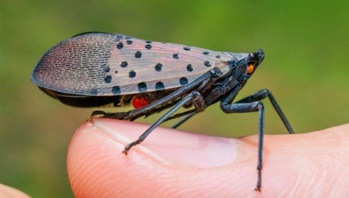 Spotted lanternfly - Lycorma delicatula