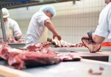 Butchers preparing freshly slaughtered beef for use in sausage