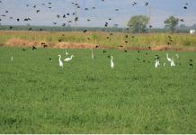 egrets and other birds