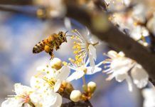 Flying honey bee collecting pollen from tree blossom