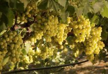 cotton candy grapes on vine