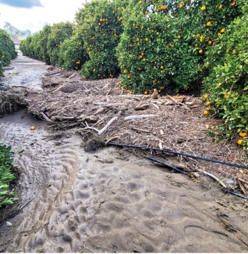 mud and debris in flooded citrus grove
