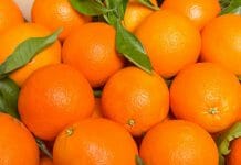 valencia oranges
