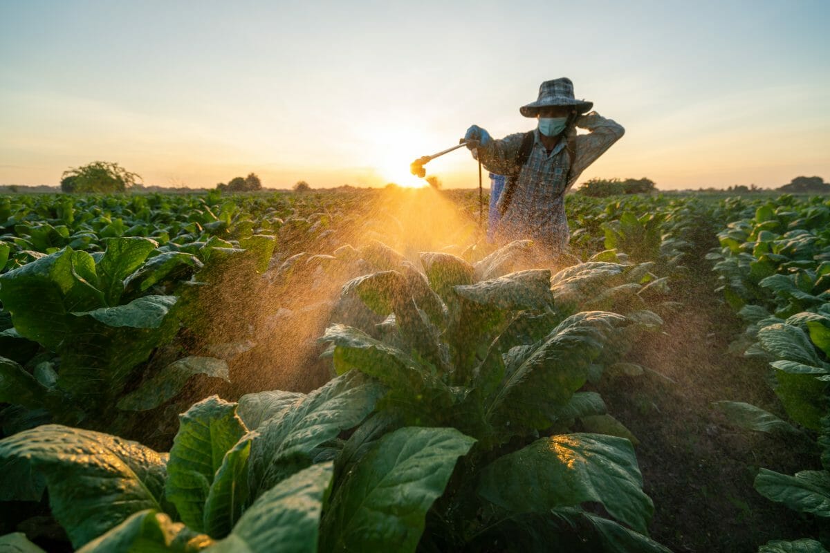 pesticides used in tobacco farming Keeping Pesticide Riders Out of the Farm Bill Friends of the Earth Child Tobacco Farm Workers Exposed