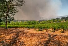 wildfire over vineyards